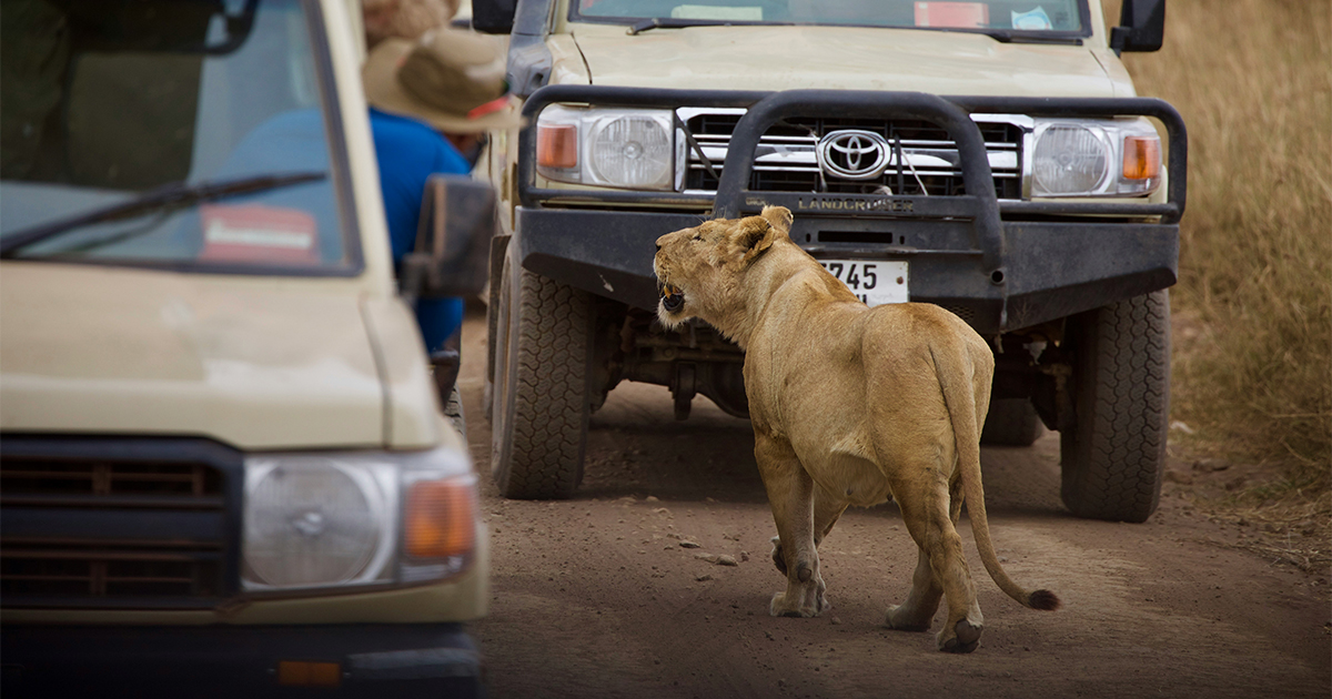 kenya tanzania safari packages from dubai