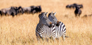 10 Things to do in Masai Mara National Reserve