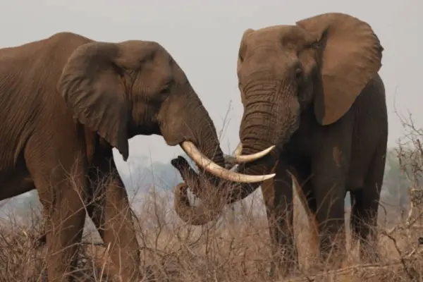 Amboseli The Last Stronghold of African Tuskers