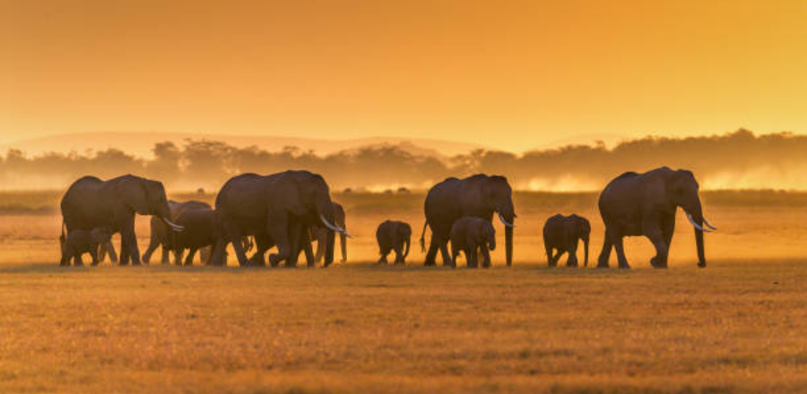Elephant Safari