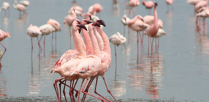 Lake Nakuru vs Lake Naivasha