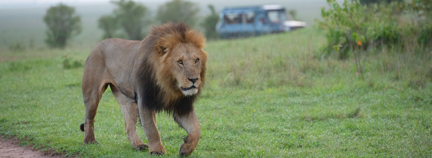 Short Masai Mara Safari
