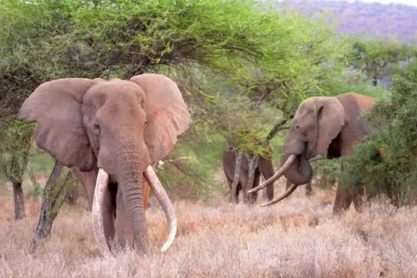 The King of Amboseli