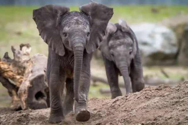 Threats Facing African Tuskers Today