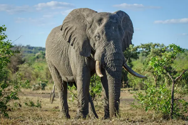 What Are African Tuskers