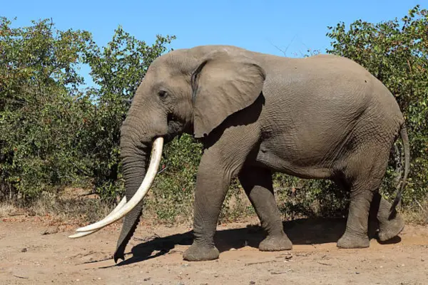 Where Can You See African Tuskers