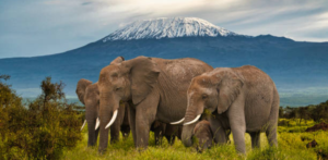 Why Amboseli National Park is Famous for Elephant Safaris