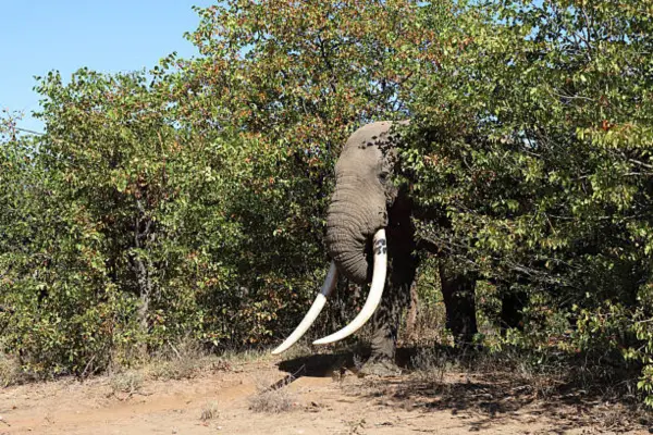 Why Are African Tuskers So Rare