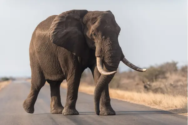 Why Seeing an African Tusker Is a Once-in-a-Lifetime Experience